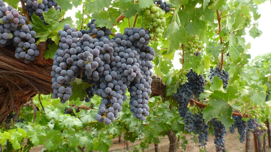 Узбекистан виноградарство
