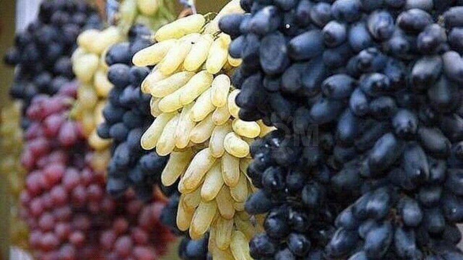 Узбекский виноград дамские пальчики