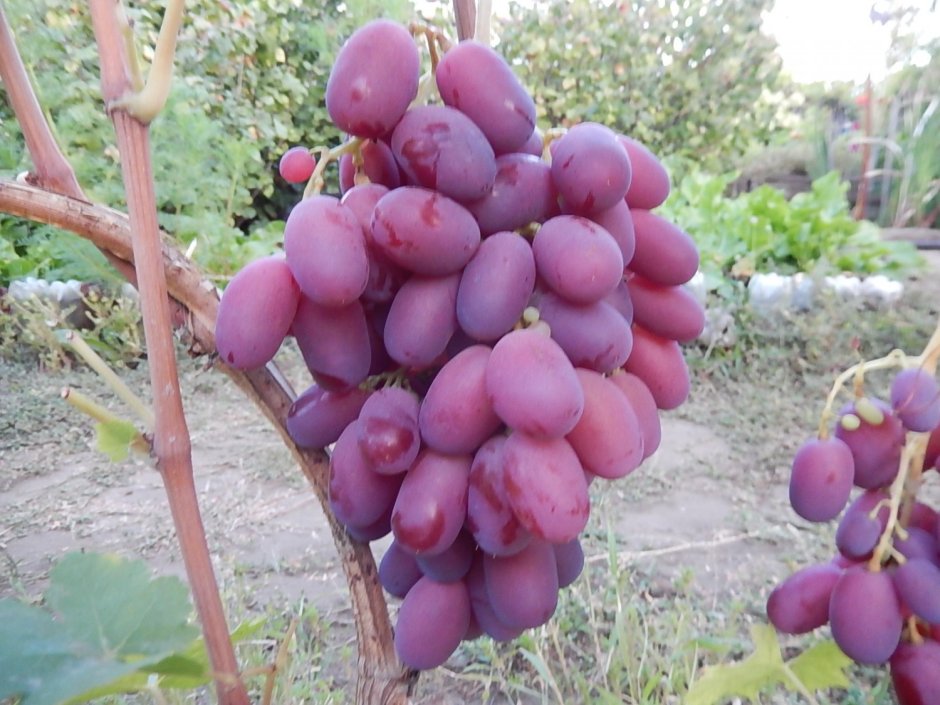 Сорт винограда Урум