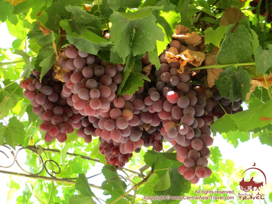 Виноград Тайфи Таджикистан