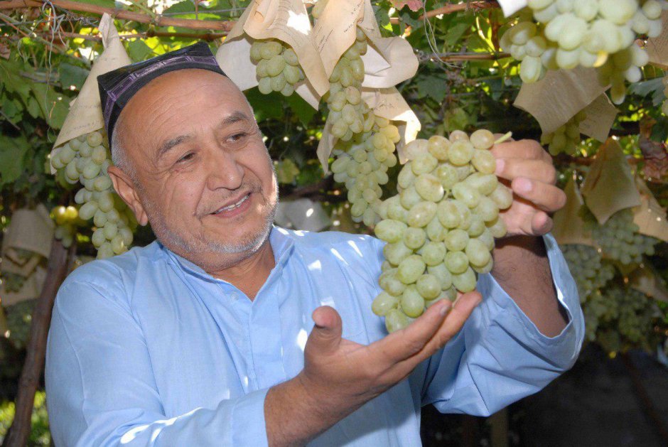 Самаркандский виноград
