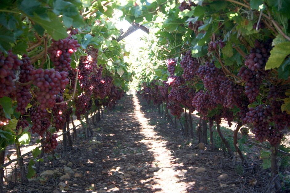 Виноградные плантации в Киргизии