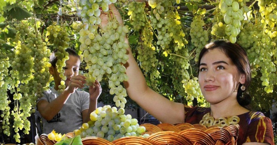 Виноград в Туркменистане
