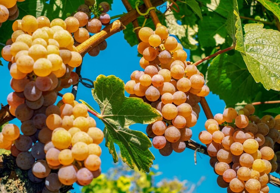 Кизлярский виноград