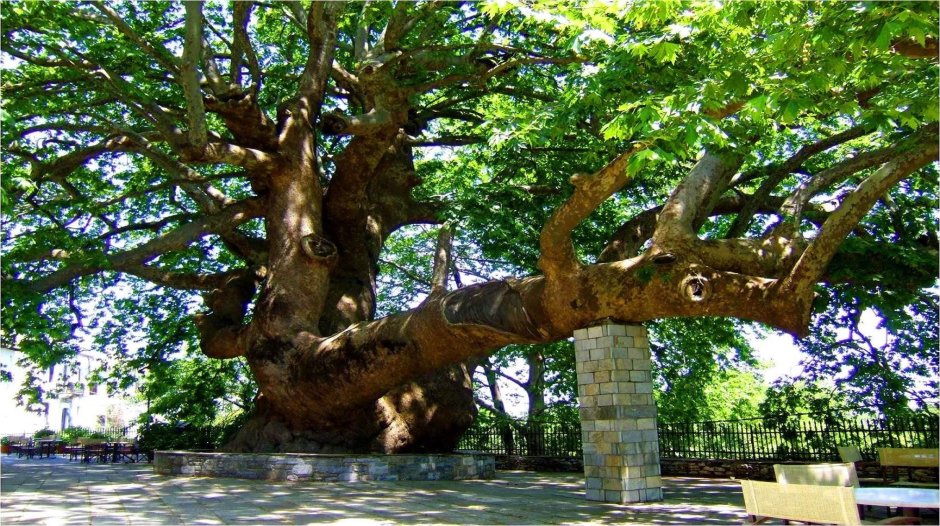 Платан Чинара дерево