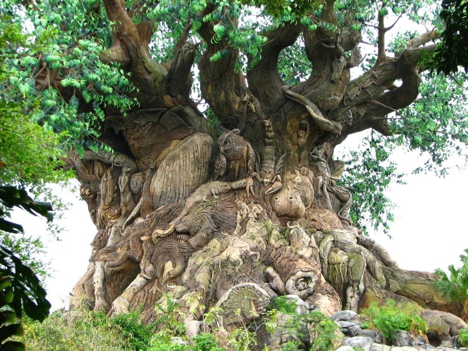 Древнее дерево Ольгинка
