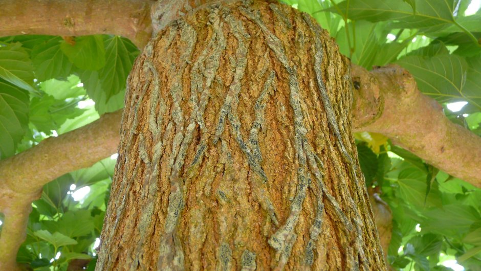 Платан дерево древесина