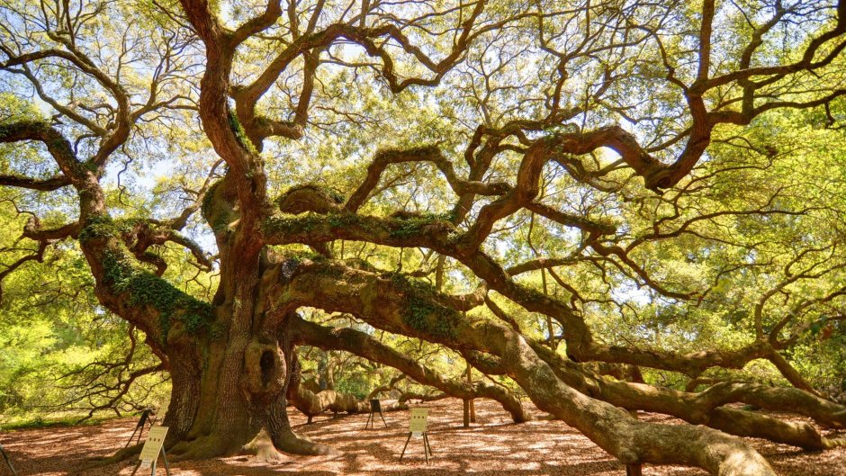 Камфорное дерева в Австралии