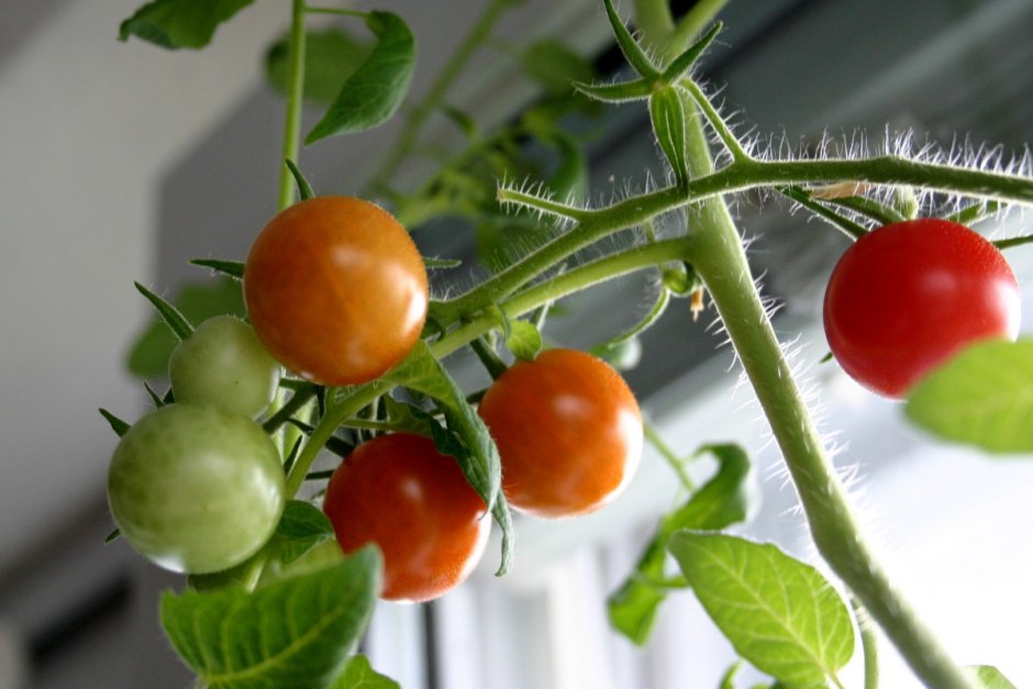 Парник для высадки томатов в открытый грунт
