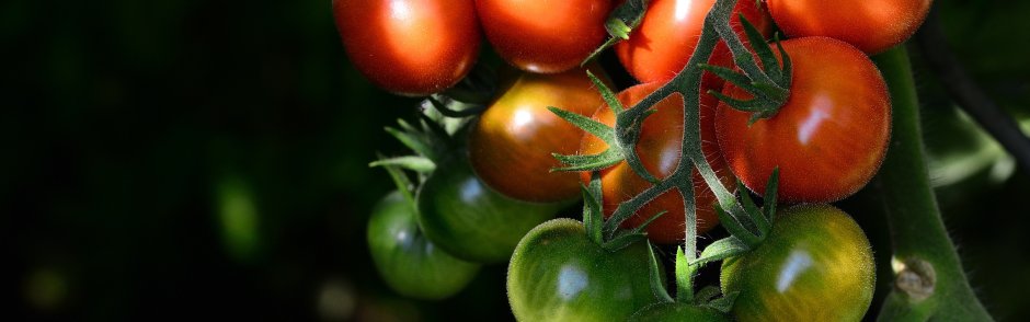 Сочные томаты на ветке