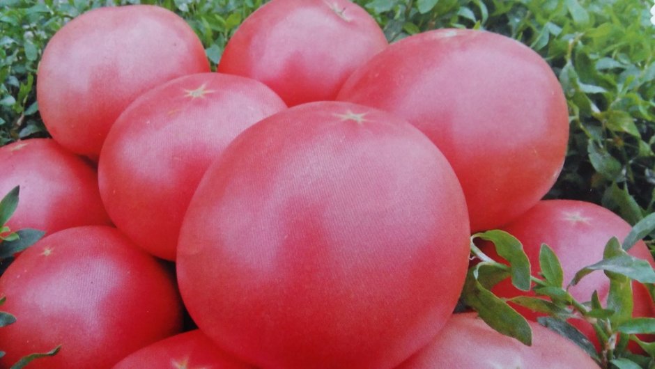 Алтайка розовая томат