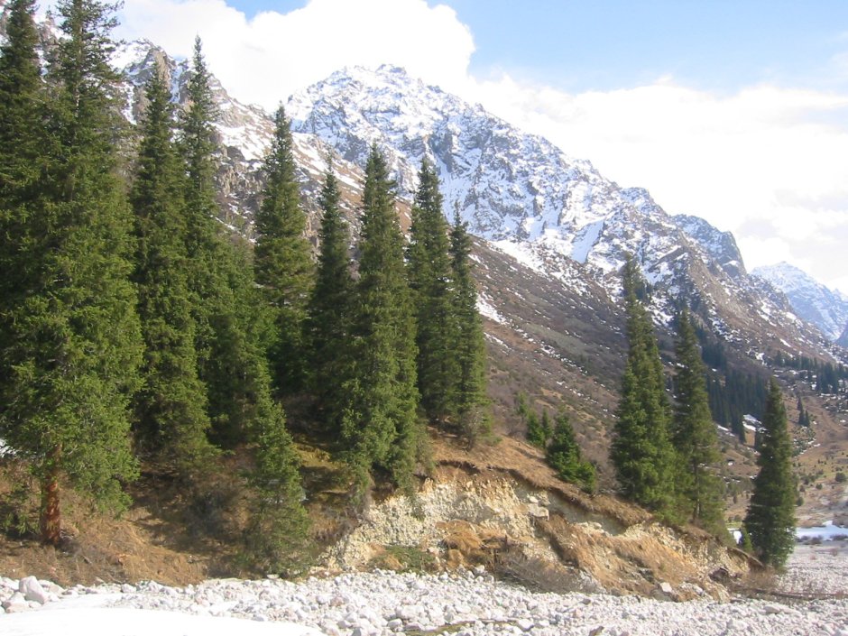 Арча дерево в Киргизии