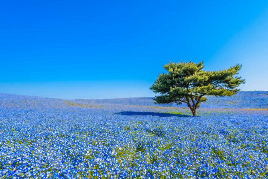 Цветы немофила национальный Приморский парк Хитачи, Япония
