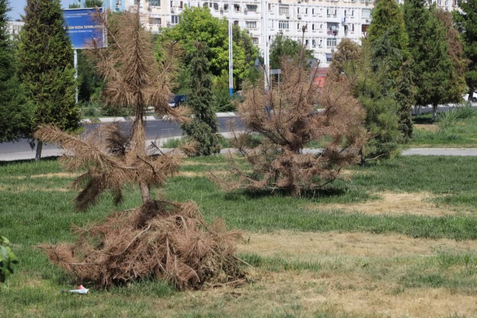 Деревья Ташкента