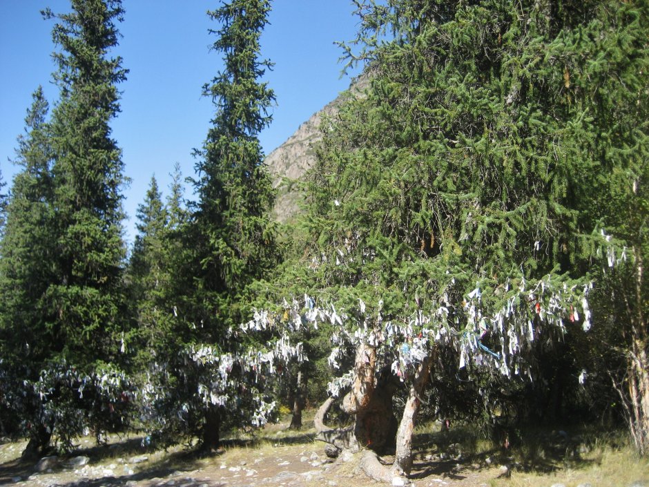 Арча дерево Узбекистан