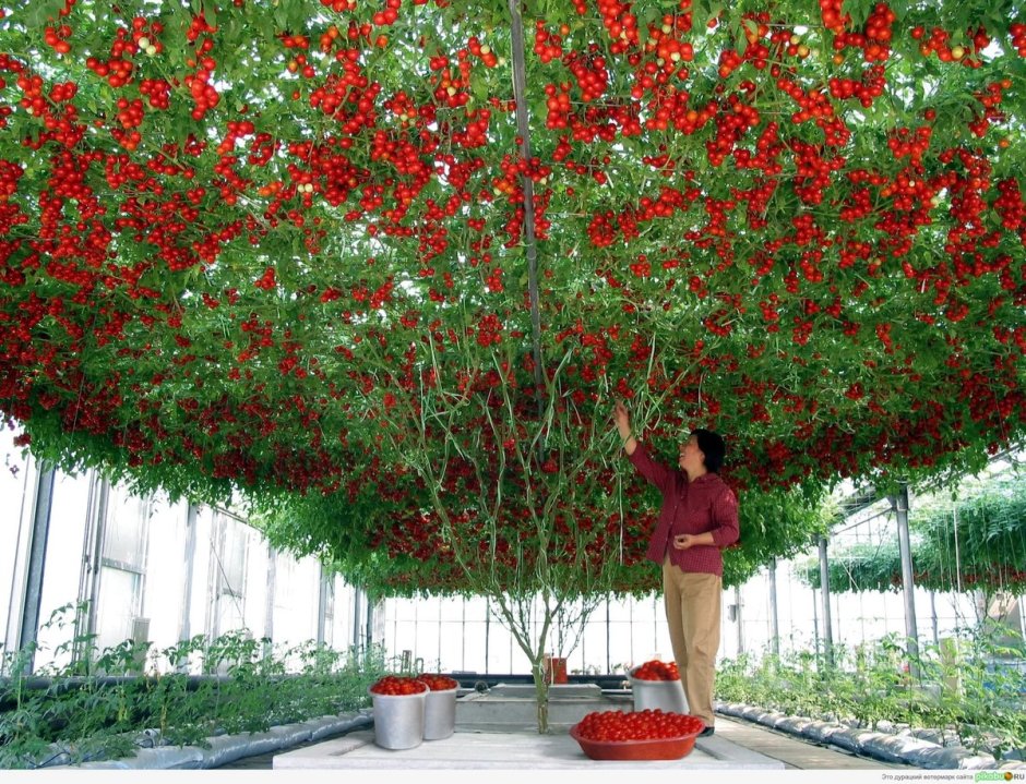Тамарилло томатное дерево