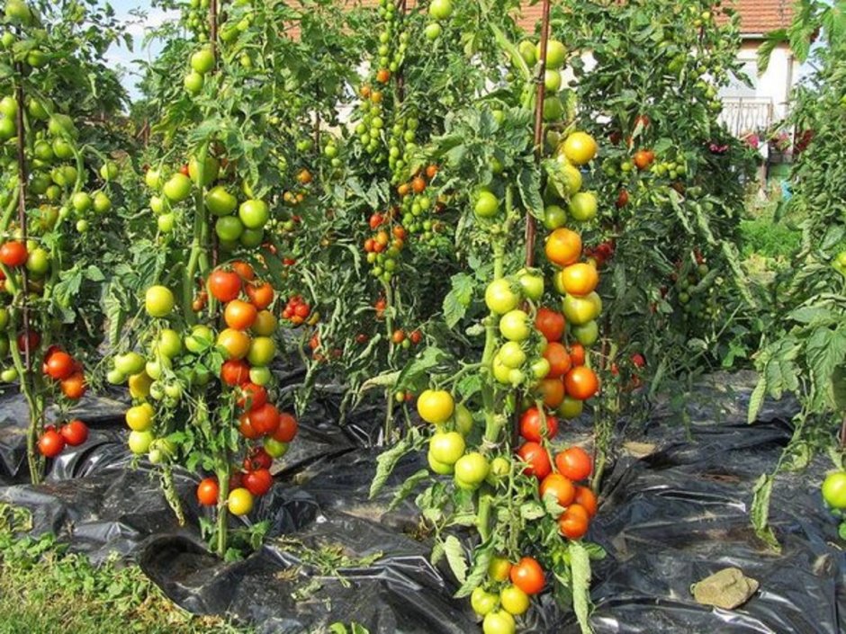 Высокорослые сорта томатов