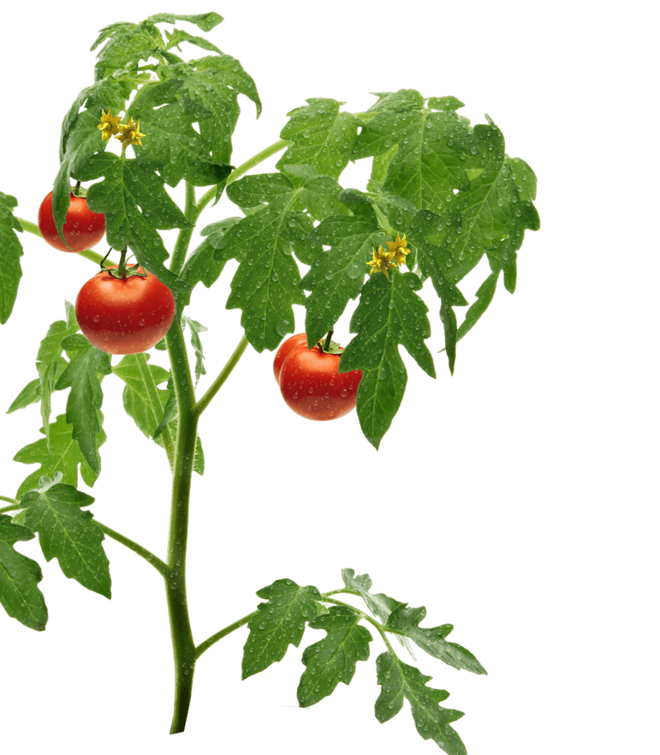 Картина помидорная ботва