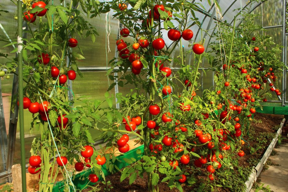 Подвязывание индетерминантных томатов