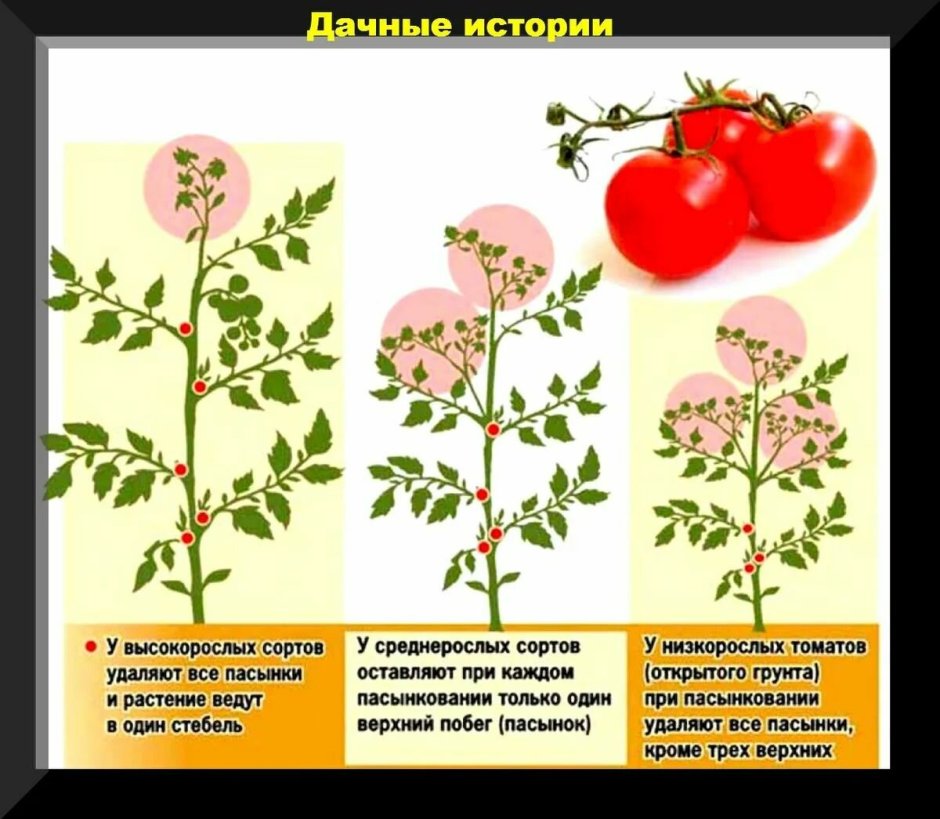 Схема пасынкования помидор в теплице