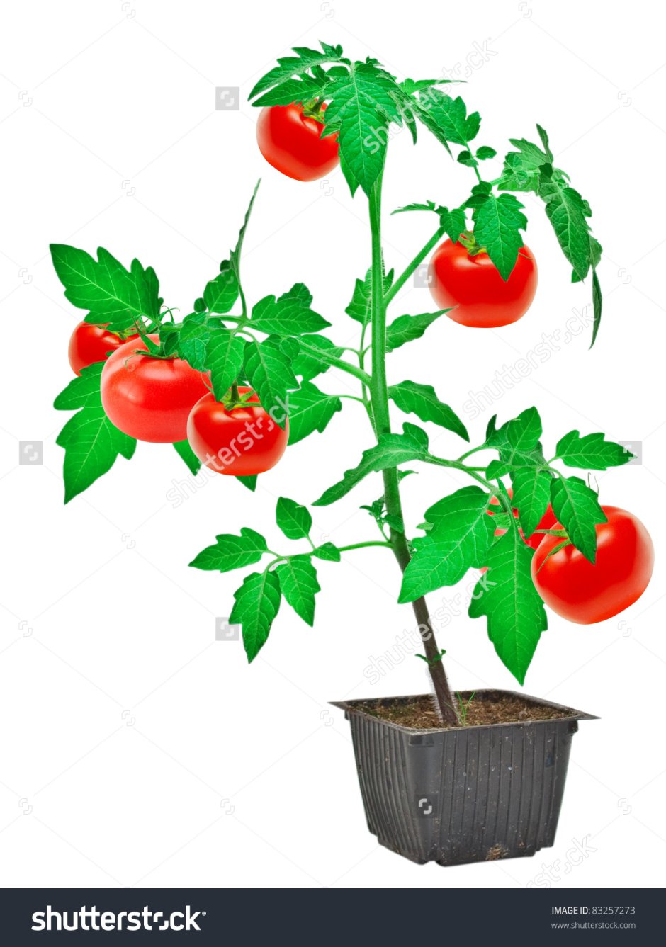 Куст помидора