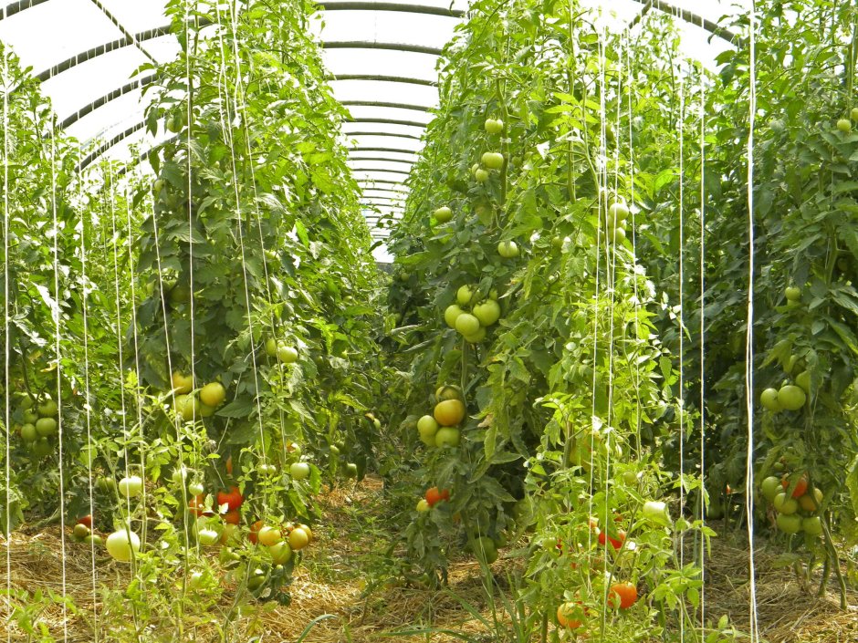 Подвязка высокорослых помидоров в теплице