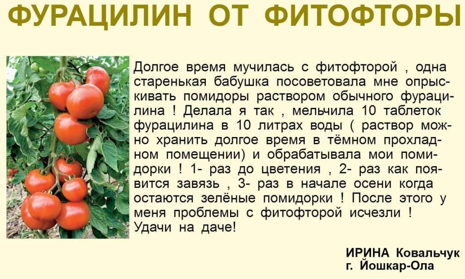 Маслов Игорь томаты