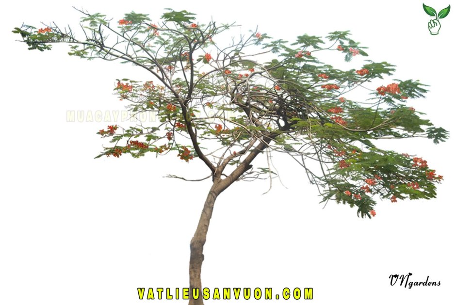 Куща индийское Ягодное дерево