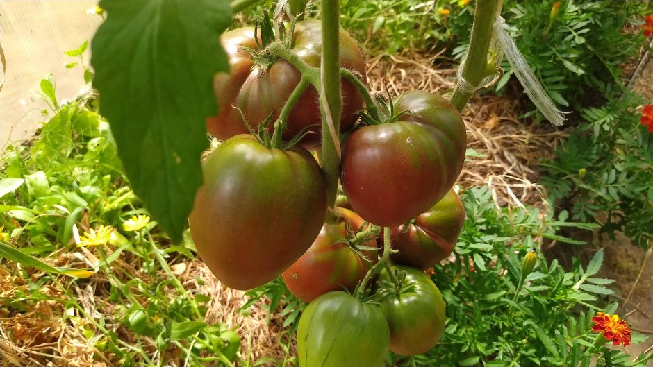 Ранние и высокоурожайные сорта томатов
