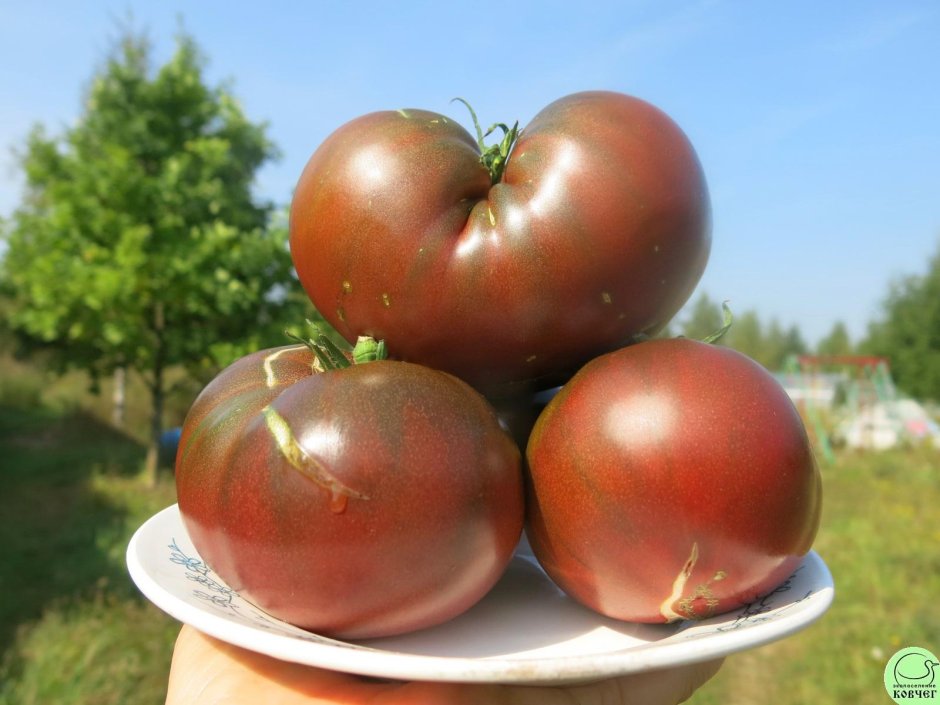 Черные томаты крупноплодные