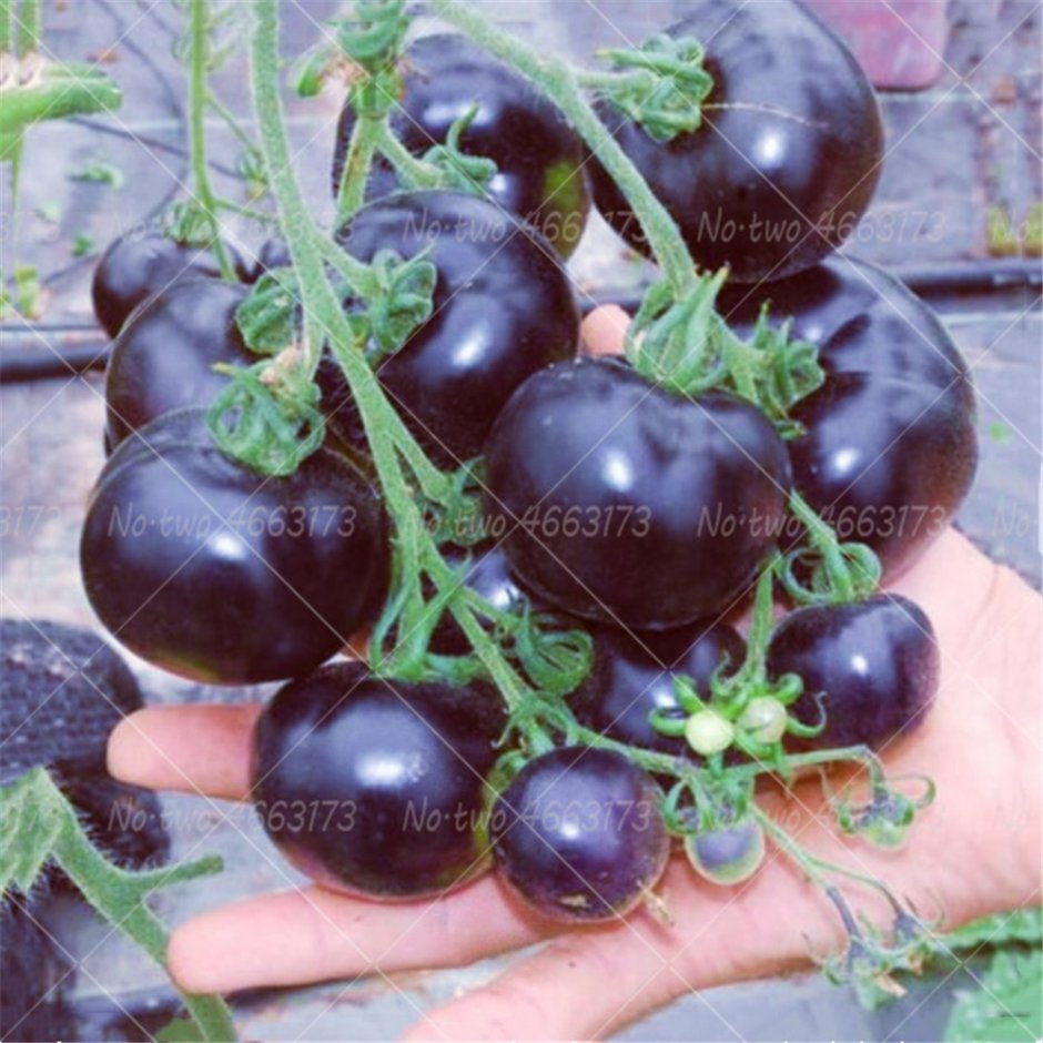 Маленькие черные помидоры