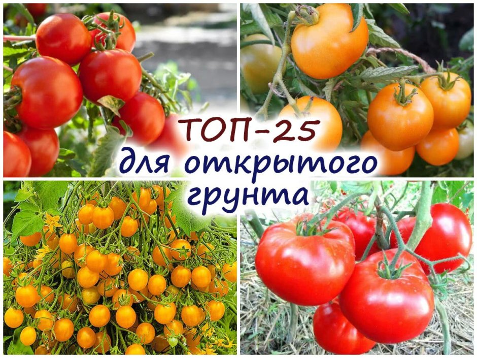 Сорта томатов гномов