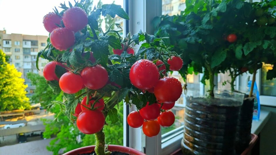 Семко семена томат балконное чудо