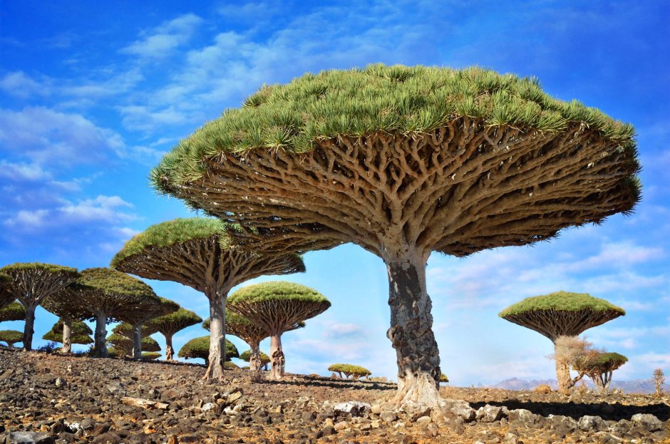 Драцены киноварно-красные остров Сокотра Йемен