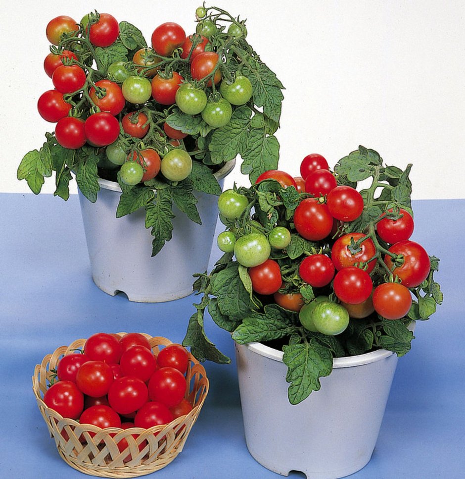 Семена томат черри Вера f1