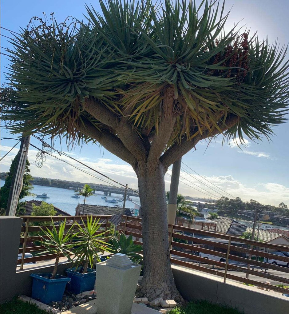 Растения Австралии драконовое дерево