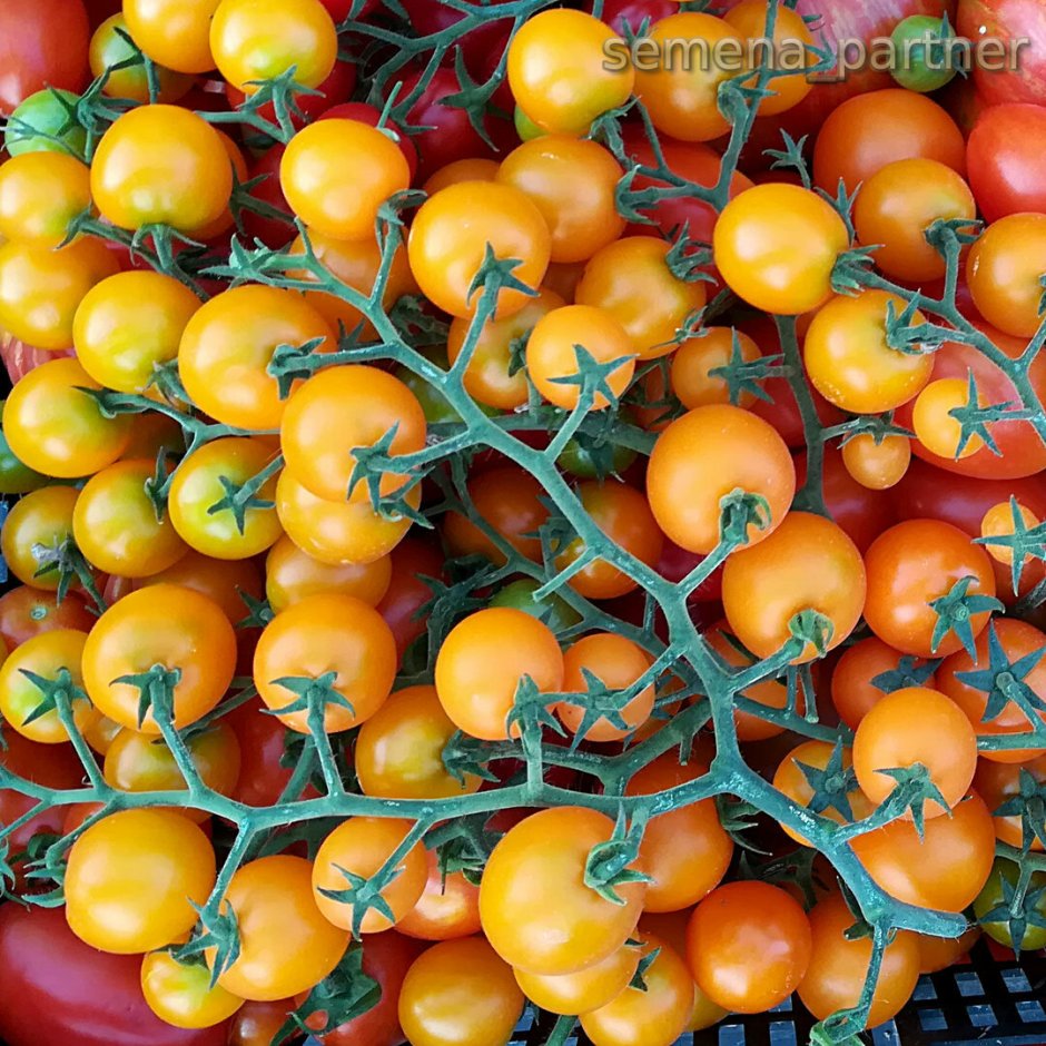 Парник для высадки томатов в открытый грунт