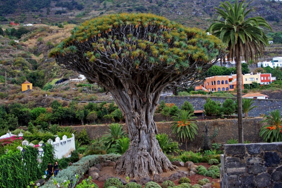 Драконовое дерево на острове Тенерифе