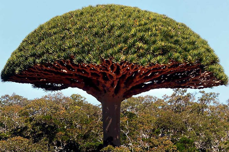 Растения Австралии драконовое дерево