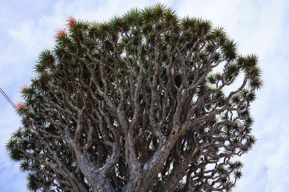 Драконово дерево Тенерифе