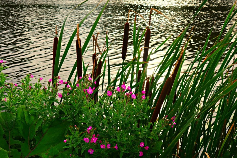 Озерные растения