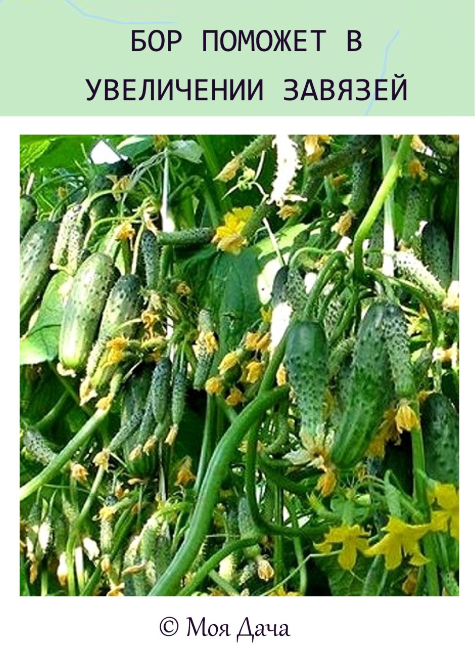 Семена огурцов Сибирская гирлянда f1
