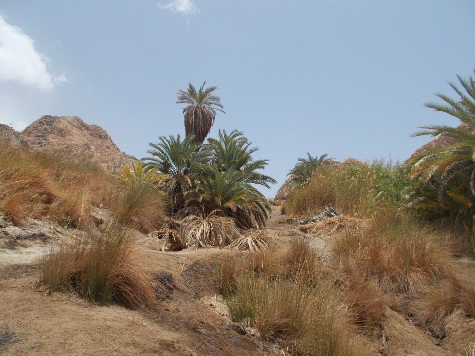 Финиковая Пальма в пустыне