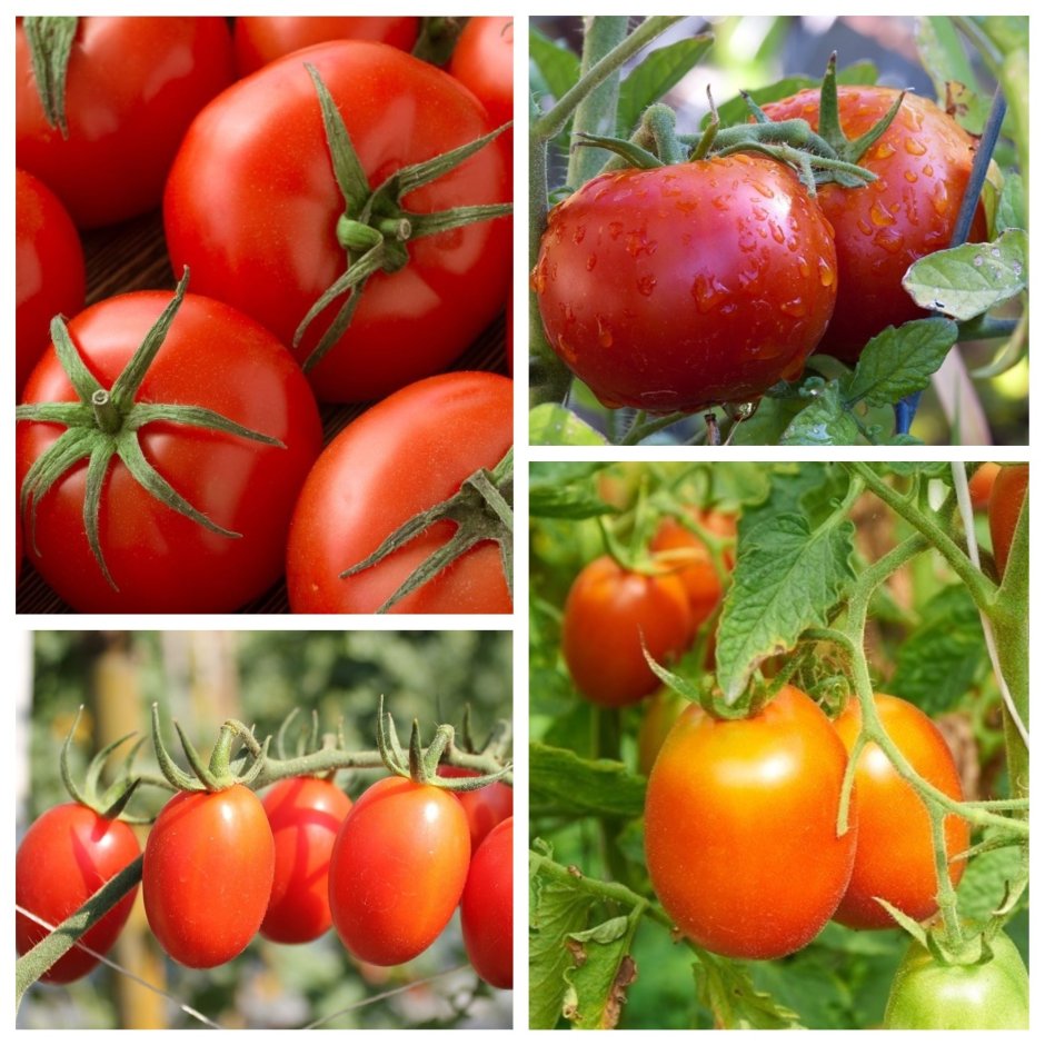 Низкорослые штамбовые помидоры