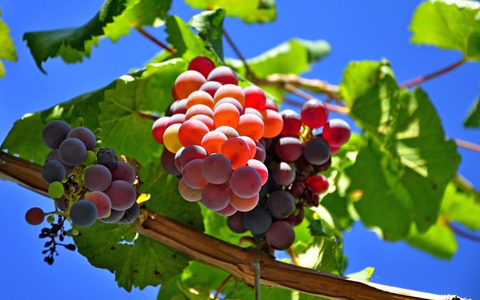 Гроздья винограда Молдова