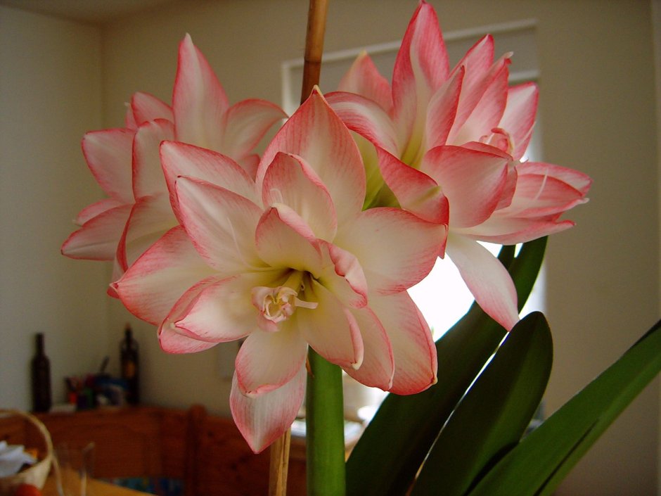 Домашний цветок амариллис