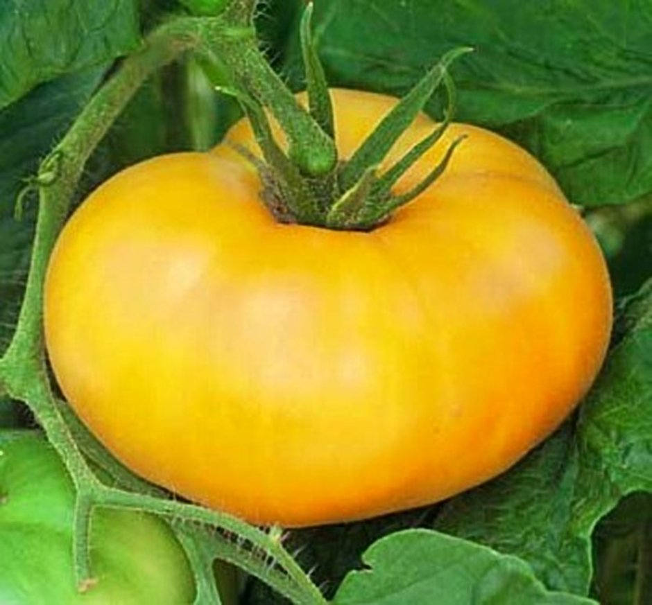 Семена томат гигант лимонный