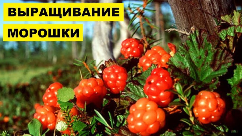 Морошка ягода в Сибири