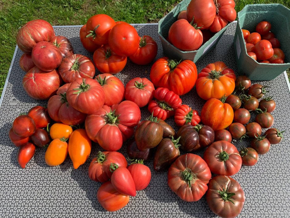 Семена Сибири ранние сорта томатов