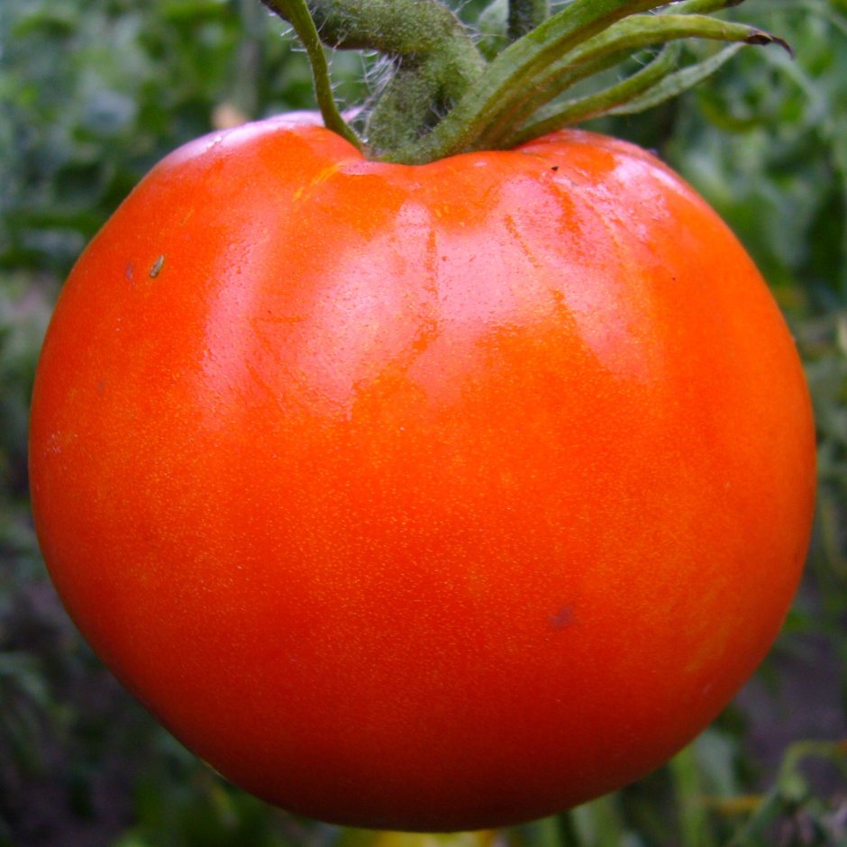 Семена томатов самые урожайные для теплиц